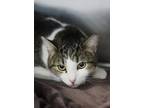 Mr. Right Domestic Shorthair Young Male