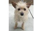Liz Yorkie, Yorkshire Terrier Young Female