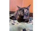 Tessa Domestic Shorthair Adult Female