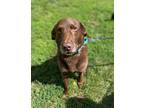 Palmer Labrador Retriever Adult Male