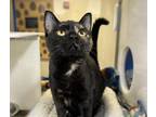 Wednesday Domestic Shorthair Young Female