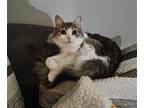 Evee Domestic Shorthair Adult Female