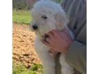 Goldendoodle Puppy for sale in Halifax, VA, USA