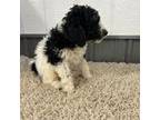 Mutt Puppy for sale in New Holland, SD, USA