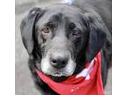 Melody Labrador Retriever Senior Female