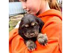 Cocker Spaniel Puppy for sale in Raleigh, NC, USA