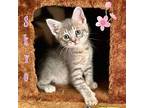 Skye Domestic Shorthair Kitten Female