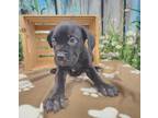 Julia Mastiff Puppy Female