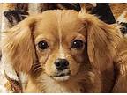 Ambush Allie Cavalier King Charles Spaniel Puppy Female