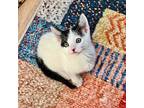 Biscuit Domestic Shorthair Kitten Female