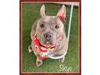 SKYE - see video American Staffordshire Terrier Adult Female