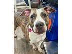 Stevie Marie Waller Boxer Adult Female