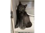 Smoky Domestic Shorthair Young Male