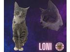 Loni Domestic Shorthair Young Female