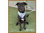 NEWTON Labrador Retriever Adult Male