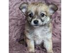 Chihuahua Puppy for sale in Gastonia, NC, USA