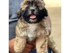 Zuchon Puppy for sale in Chico, CA, USA