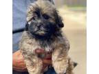 Zuchon Puppy for sale in Chico, CA, USA