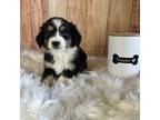 Miniature Australian Shepherd Puppy for sale in Dora, MO, USA