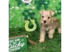 Schnauzer (Miniature) Puppy for sale in Denton, TX, USA