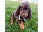 Bloodhound Puppy for sale in Milford, IN, USA