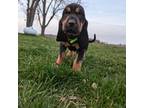 Bloodhound Puppy for sale in Milford, IN, USA