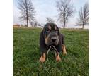 Bloodhound Puppy for sale in Milford, IN, USA