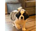 Saint Bernard Puppy for sale in Browns Summit, NC, USA