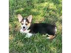 Pembroke Welsh Corgi Puppy for sale in Miami, OK, USA