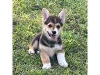 Pembroke Welsh Corgi Puppy for sale in Miami, OK, USA