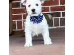 West Highland Terrier Male