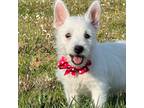 West Highland Terrier Female