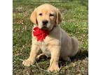 AKC Yellow Male Lab