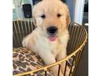 Golden Retriever Puppy for sale in Venus, FL, USA