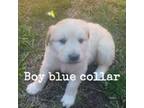 Blue Boy