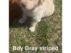 Gray Striped Boy