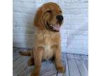Golden Retriever Puppy for sale in Wauseon, OH, USA