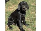 Great Dane Puppy for sale in Hinckley, MN, USA
