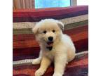 Samoyed Puppy for sale in Attleboro, MA, USA