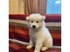 Samoyed Puppy for sale in Cranston, RI, USA