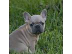 French Bulldog Puppy for sale in Miami, FL, USA