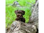 Schnauzer (Miniature) Puppy for sale in Spartanburg, SC, USA