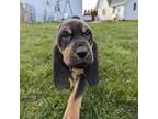 Bloodhound Puppy for sale in Milford, IN, USA