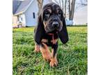 Bloodhound Puppy for sale in Milford, IN, USA