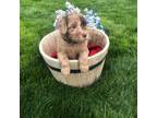 Goldendoodle Puppy for sale in Vale, OR, USA