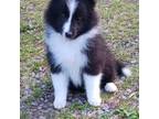 Shetland Sheepdog Puppy for sale in Minford, OH, USA