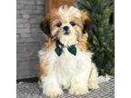 Shih Tzu Puppy for sale in Topeka, IN, USA