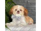 Shih Tzu Puppy for sale in Topeka, IN, USA