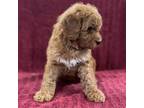 Mutt Puppy for sale in New Paris, IN, USA