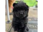 Chow Chow Puppy for sale in Canonsburg, PA, USA